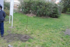 Dzień Drzewa