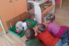 Kangurki opiekują się królikiem