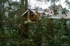 Tygryski pamiętają o ptakach
