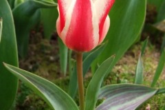 tulipan